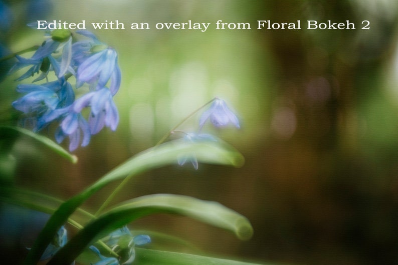 Bokeh Overlays and Textures for Photoshop The Floral Bokeh 2 Collection of digital overlays for creative photographers image 4