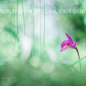 Painterly Fine Art Photoshop Overlays for Photographers The Floral Bokeh Collection of digital textures image 2