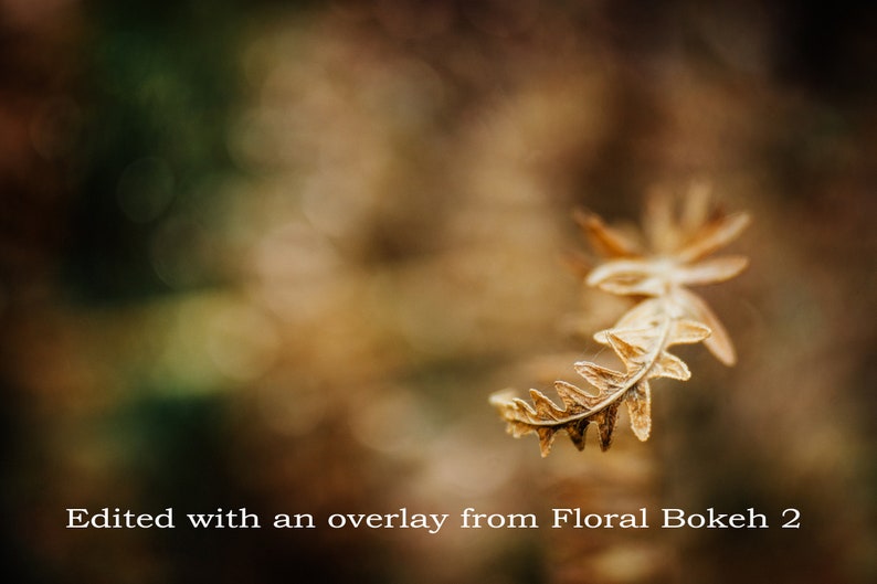 Bokeh Overlays and Textures for Photoshop The Floral Bokeh 2 Collection of digital overlays for creative photographers image 6