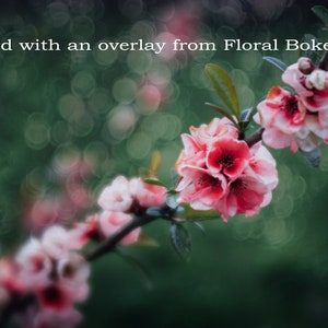 Bokeh Overlays and Textures for Photoshop The Floral Bokeh 2 Collection of digital overlays for creative photographers image 3