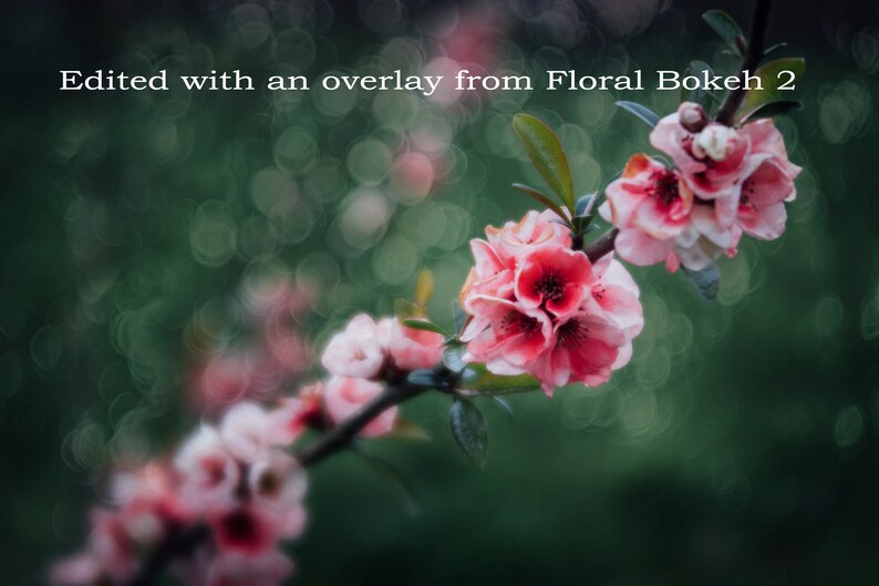 Bokeh Overlays and Textures for Photoshop The Floral Bokeh 2 Collection of digital overlays for creative photographers image 3