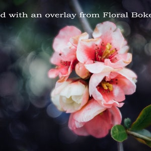 Bokeh Overlays and Textures for Photoshop The Floral Bokeh 2 Collection of digital overlays for creative photographers image 2