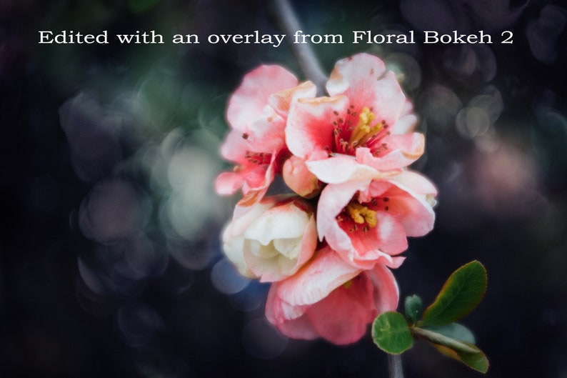 Bokeh Overlays and Textures for Photoshop The Floral Bokeh 2 Collection of digital overlays for creative photographers image 2