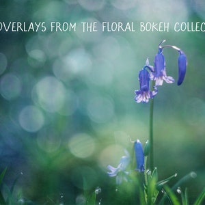 Painterly Fine Art Photoshop Overlays for Photographers The Floral Bokeh Collection of digital textures image 3