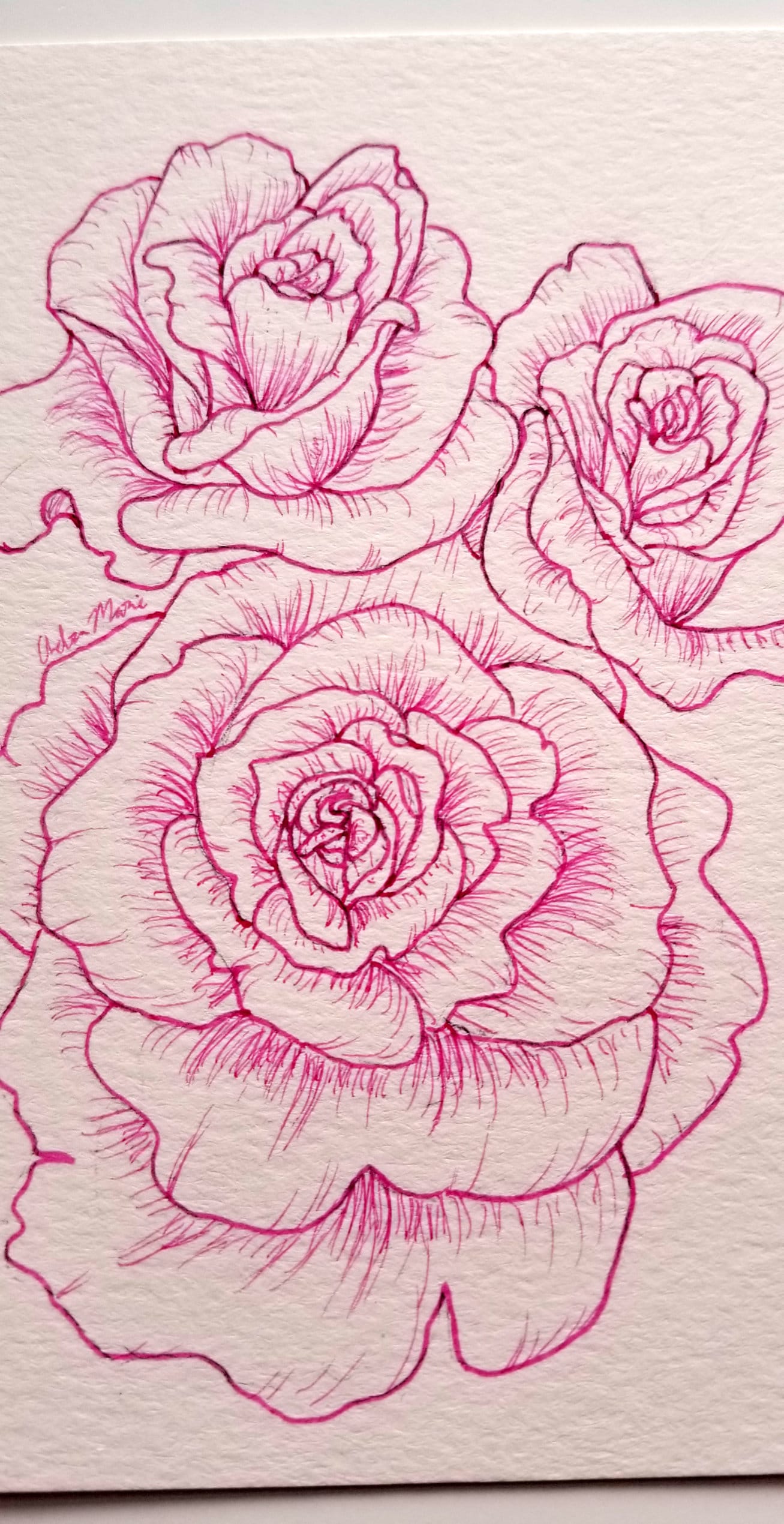 Pink Roses Original Line Art Drawing, 4x6 - Etsy Denmark