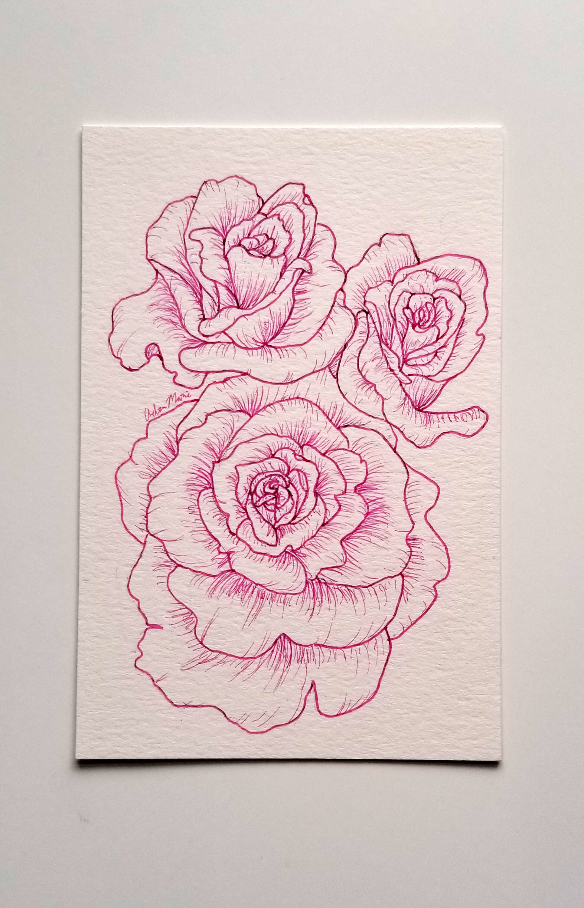 Pink Roses Original Line Art Drawing, 4x6 - Etsy