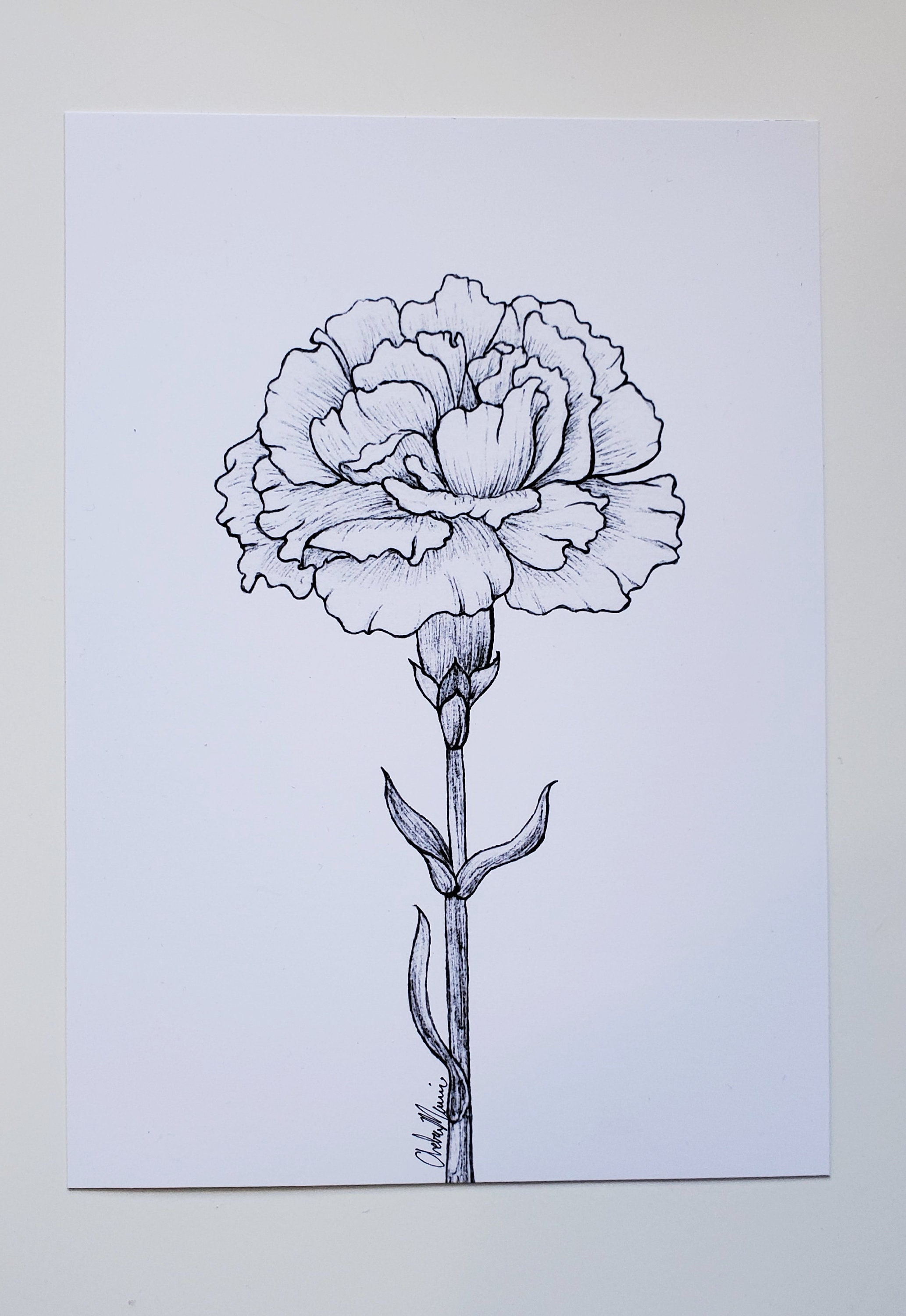 Inked Carnation Print, January Birth Flower 