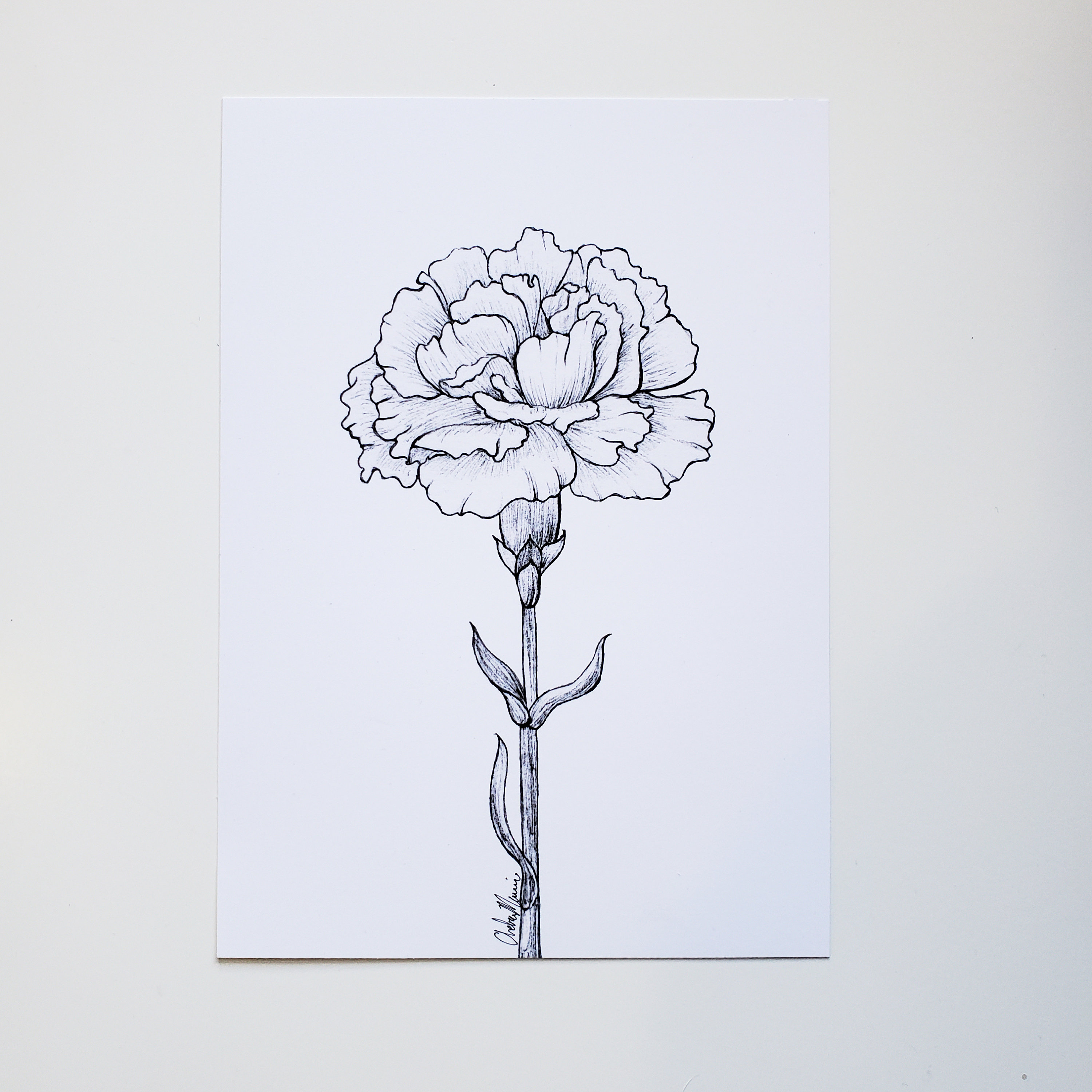 Eingefärbte Nelke Druck, Januar Geburtsblume