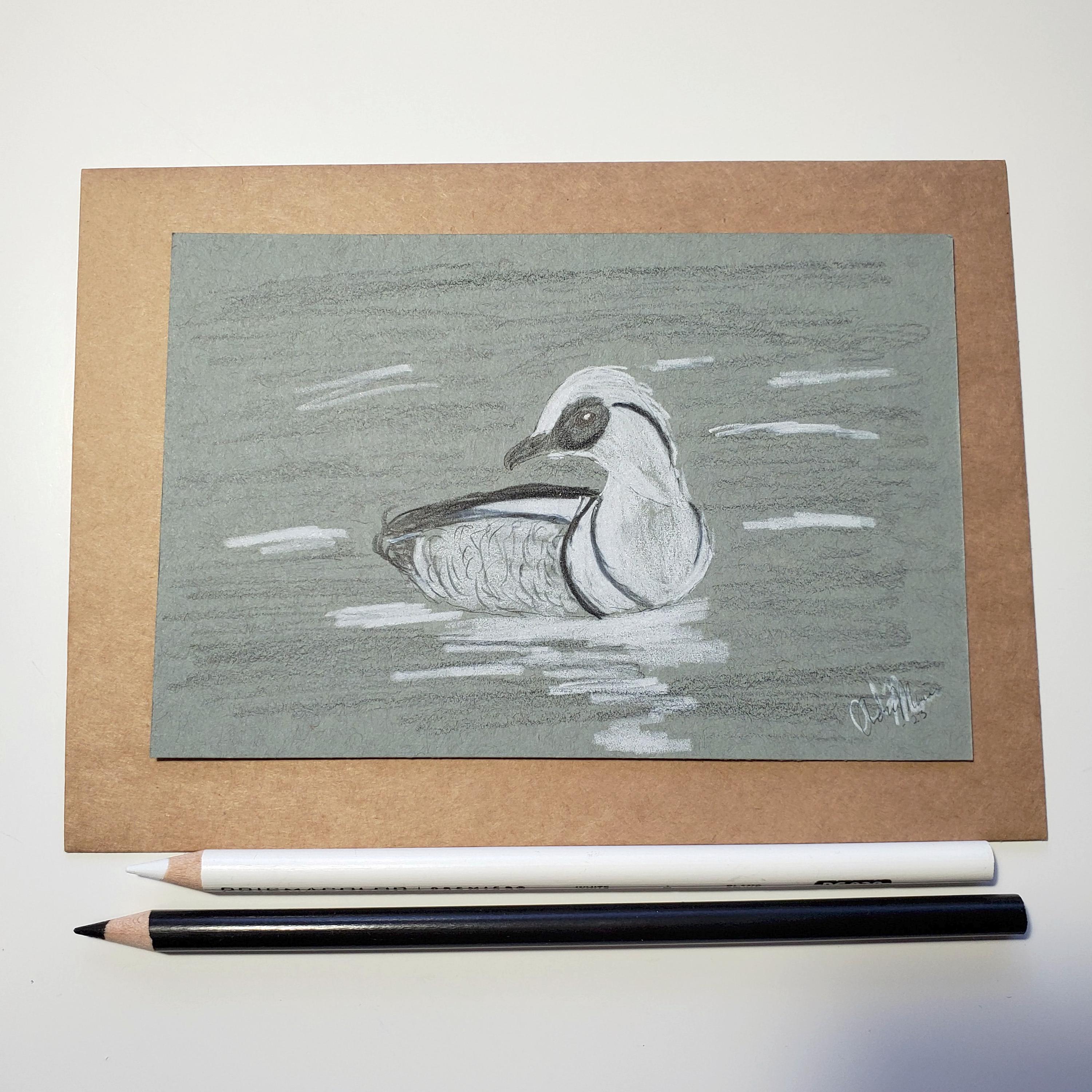 Smew Duck 4x6 Drawing - Etsy