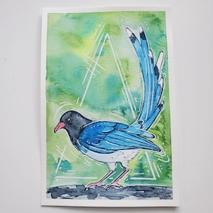 Red-Billed Blue Magpie Watercolor and Pen 4x6 Original Painting