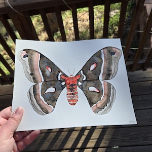 8x10 Aquarell Cecropia Motte Originale Gemälde
