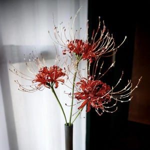 Può includere: Un bouquet di gigli ragno rosso vivo in un vaso grigio. I fiori hanno delicati stami a forma di filo che si estendono verso l'esterno. Lo sfondo è una tenda bianca morbida e una parete scura.
