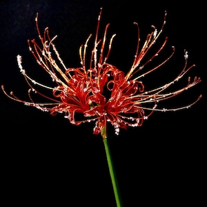 Skulptur einer roten Spinnenlilie, handgefertigte Blume aus Kunstharz und Draht, Higanbana-Dekoration, Lycoris radiata, gotische Kunst, Geschenk für Anime-Zimmer