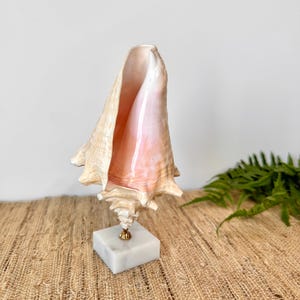 Vintage Queen Conch Shell on Marble Base, Standing Sea Shell Coastal/Nautical Home Decor, Beach House Decor