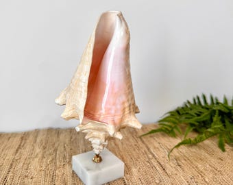 Caracola reina vintage sobre base de mármol, concha marina de pie, decoración costera/náutica para el hogar, decoración para casas de playa.