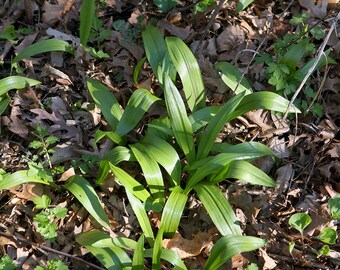 1 lb Ramps / Wild Leeks Whole Plants - PREORDER NOW! Coming Spring 2024 - 1 pound FRESH Wisconsin Ramps leaves and bulbs! + Free Shipping!