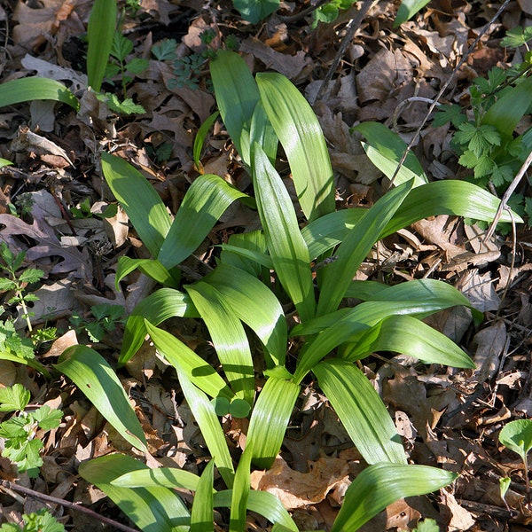 1 lb Ramps / Wild Leeks Whole Plants - PREORDER NOW! Coming Spring 2024 - 1 pound FRESH Wisconsin Ramps leaves and bulbs! + Free Shipping!