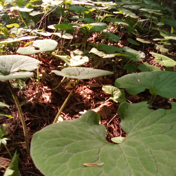 12 Wild Ginger Plants + Free Bonus - Coming Spring 2024! EASY to GROW! Fresh Dug Asarum Canadense - Very Hardy Native Perennial Ground Cover