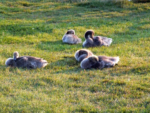 Faire La Sieste Oies De Bebe Doie Sommeil Oiseaux Etsy
