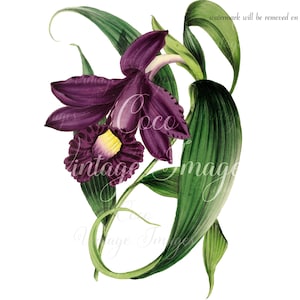 Antique Splendide Sobralia Sobralia à grandes fleurs Sobralia Macrantha Splendens vintage Orchidées Fleur PNG image transparente Découpage SOBRALIA violet