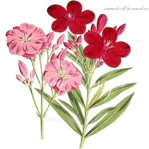Antique Nerium Oleander Vintage Flower PNG imagen transparente Decoupage stock dogbane landscaping plant Kaner Oleander Rosebay Rose Laurel