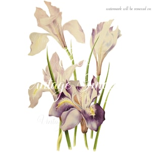 Antique Iris Stylosa Vintage Flower PNG imagen transparente Decoupage Antique stock Romantic Wedding Floral Mother Day Vintage Botanical Lila