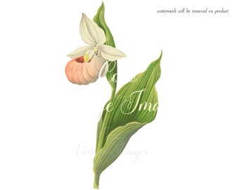 Antique Cypripedium Spectabile Vintage Flower PNG transparent image showy lady's slipper pink-and-white lady's-slipper stout plant blooming