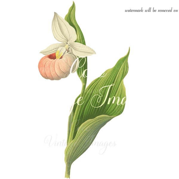 Antique Cypripedium Spectabile Vintage Flower PNG transparent image showy lady's slipper pink-and-white lady's-slipper stout plant blooming