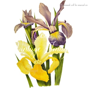Antike Iris Monspur Iris Ochraurea Vintage Blume PNG transparentes Bild Decoupage Antik Lager druckbar Hochzeit Spuria Iris gelb lila