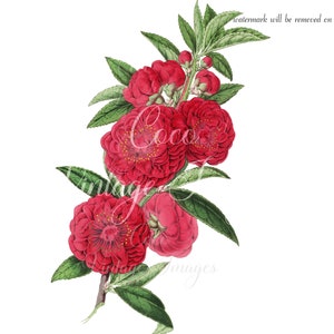 Antik Rote Chine Kamelien Ast Vintage Blume PNG transparent Bild Decoupage Antik Lager Romantisch Koralle Hochzeit Floral Muttertag