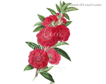 Antique Red Chine Camellia Branch Vintage Flower PNG transparent image Decoupage Antique stock Romantic Coral Wedding Floral Mother Day