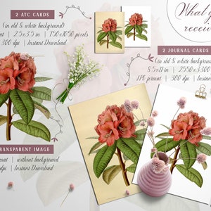 Antique Ceylon Rhododendron Rollissonii Vintage Flower Decoupage PNG transparent image Nepal national flower Floral Prints Half-hardy Tree image 3