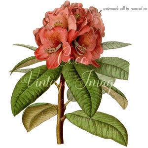 Antique Ceylon Rhododendron Rollissonii Vintage Flower Decoupage PNG transparent image Nepal national flower Floral Prints Half-hardy Tree image 1