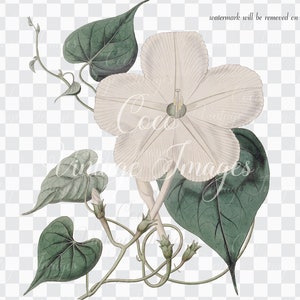 Antique Ipomoea Latiflora Broad Flowered Ipomoea Vintage Flower PNG transparent Decoupage white morning glory Convolvulaceae moonflowers image 4