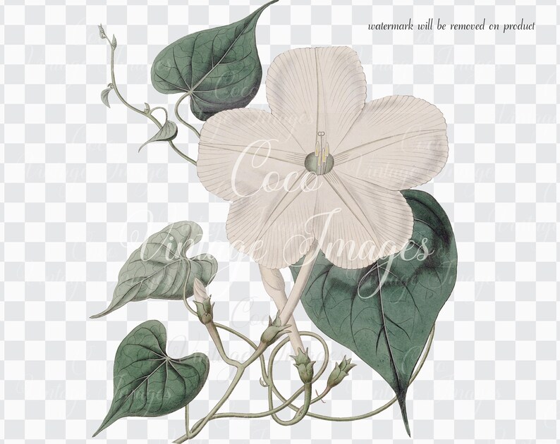 Antique Ipomoea Latiflora Broad Flowered Ipomoea Vintage Flower PNG transparent Decoupage white morning glory Convolvulaceae moonflowers image 4