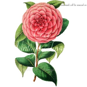 Antigua Camelia Japonica Vintage Flor PNG imagen transparente Decoupage Stock antiguo Boda Romántica Floral Día de la Madre Camelia japonesa