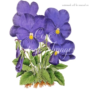 Antike Viola Cornuta Vintage Blume PNG transparentes Bild Decoupage Stock Gehörnte Stiefmütterchen gehornt violett Familie Violaceae Viola Perennial