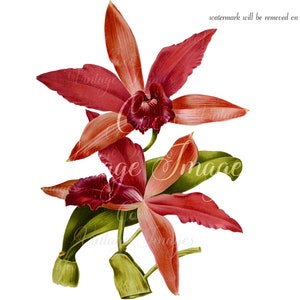 Antyczny Laelio Cattleya Docteur Delac Vintage Flower PNG przezroczysty obraz Decoupage hybrydy storczyków Orchidea Dżungla Laelia Cattleya