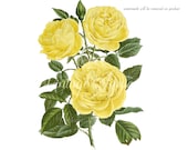 Antique Rose Marechal Niel Vintage Flower PNG transparent Decoupage Noisette Rose Tea Noisette Climbing Rose Repeat Flowering Very fragrant