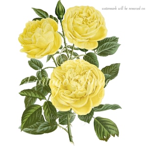 Antique Rose Marechal Niel Vintage Flower PNG transparent Decoupage Noisette Rose Tea Noisette Climbing Rose Repeat Flowering Very fragrant