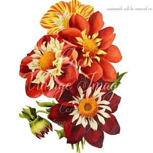 Antique Red Dahlia Bouquet Vintage Flower PNG imagen transparente Decoupage Stock antiguo Romantic Wedding Botanical Vintage Valentine Red
