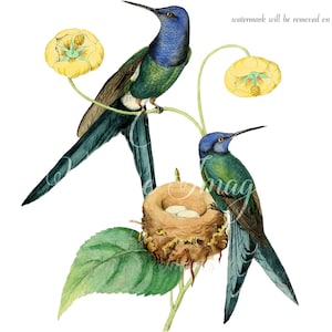 Antique Hirondelle Queue Colibri PNG image transparente vieux papier image carte ATC Stock antique Romantique Shabby Nature Paysage Lettre