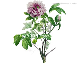 Antique Purple Peony Moutain Vintage Flower PNG transparent image Decoupage Antique stock Romantic Purple Wedding Floral Bridal Mother Day