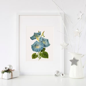 Antique Ipomoea Vintage Flower PNG transparent image Decoupage Antique stock printable morning glory sweet potato bindweed moonflower blue image 8