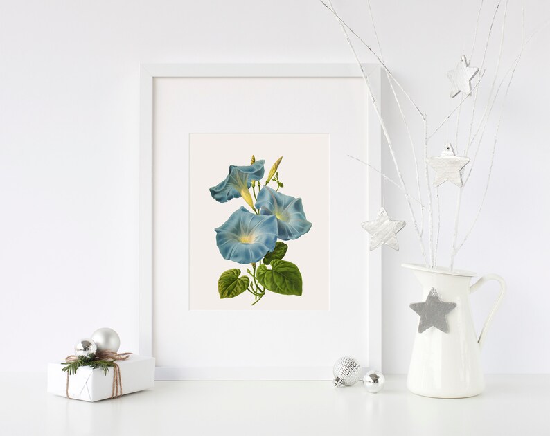 Antique Ipomoea Vintage Flower PNG transparent image Decoupage Antique stock printable morning glory sweet potato bindweed moonflower blue image 8