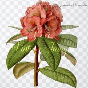 Antique Ceylon Rhododendron Rollissonii Vintage Flower Decoupage PNG transparent image Nepal national flower Floral Prints Half-hardy Tree image 2