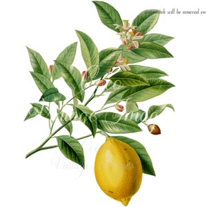 Antieke Citrus Limonium Ephemera Vintage Fruit PNG transparante afbeelding Decoupage Antieke voorraad Tropisch Fruit Vintage Zomervakantie Vers