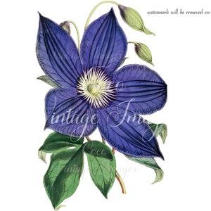 Clematis Antigua Thomas Moore Vintage Flower PNG imagen transparente Decoupage Stock antiguo imprimible Botanical Floral Nature Garden Flower