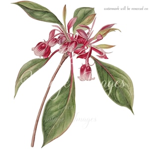 Antiker Enkianthus Quinqueflorus Rot eingefasst Enkianthus Vintage Blume PNG transparente Decoupage Polly Hill Arboretum Ericaceae rote Glockenform