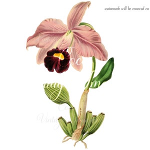 Antique Cattleya Spectabilis Vintage Flower PNG imagen transparente Decoupage Stock antiguo Romántico Rosa Boda Floral Día de la Madre Naturaleza